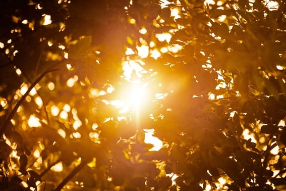 Sunlight appearing through leaves of trees