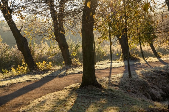 wooded area with a path